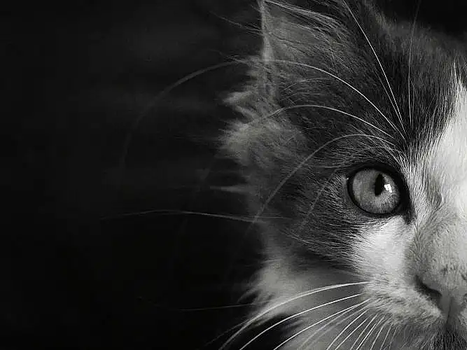 Chat, Carnivore, Felidae, Moustaches, Small To Medium-sized Cats, Iris, FenÃªtre, Museau, Poil, Domestic Short-haired Cat, Darkness, Macro Photography, Noir & Blanc, Still Life Photography