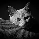 Yeux, Chat, Felidae, Carnivore, Human Body, Small To Medium-sized Cats, Grey, Oreille, Moustaches, Museau, Noir & Blanc, Monochrome, Domestic Short-haired Cat, Darkness, Poil, Still Life Photography, Patte, Comfort, Griffe