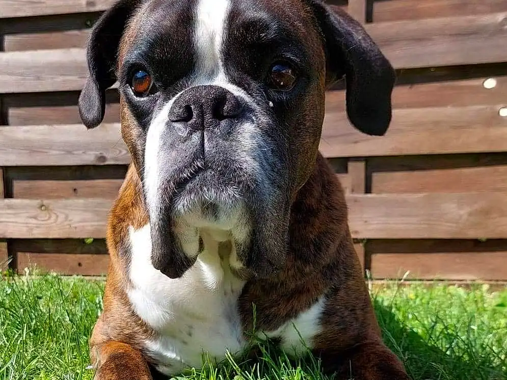 Chien, Race de chien, Plante, Carnivore, Working Animal, Herbe, Chien de compagnie, Faon, Boxer, Wrinkle, Museau, Moustaches, Terrestrial Animal, Bulldog, Canidae, Molosser, Working Dog, Bois, Non-sporting Group