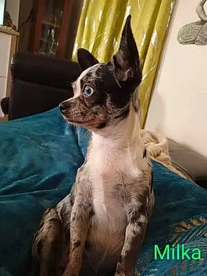 Nom Chihuahua Chien Milka