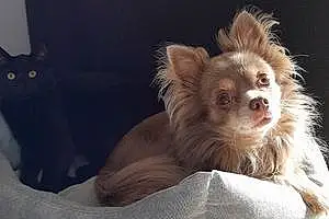 Chihuahua Chien Looki