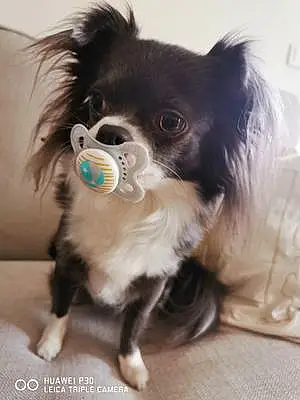 Chihuahua Chien Miya