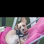 Chien, Seat Belt, Carnivore, Collar, Dog Supply, Race de chien, Rose, Faon, Baby Carriage, Chien de compagnie, Dog Collar, Eyewear, Leash, Toy Dog, Pet Supply, Stuffed Toy, Chihuahua, Car Seat, Museau, Moustaches