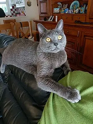 Nom Chartreux Chat Isaac