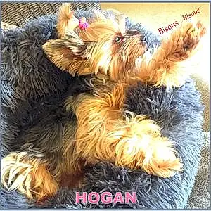 Nom Yorkshire Terrier Chien Hogan