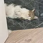 Chat, Felidae, Bois, Carnivore, Small To Medium-sized Cats, Grey, Moustaches, Faon, Comfort, Hardwood, Wood Stain, Queue, Laminate Flooring, Plank, Poil, Domestic Short-haired Cat, Wood Flooring