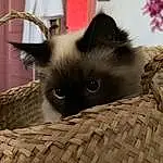 Chat, Carnivore, Iris, Felidae, Moustaches, Small To Medium-sized Cats, Faon, Siamois, Museau, Curtain, Box, Domestic Short-haired Cat, Packaging And Labeling, Poil, SacrÃ© de Birmanie, Pet Supply, Cat Supply, Cat Bed, Terrestrial Animal, Pattern