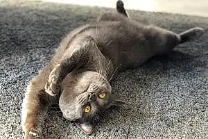 Chartreux Chat Olympe