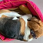 Brown, Chien, Comfort, Carnivore, Textile, Race de chien, Dog Supply, Faon, Pet Supply, Chien de compagnie, Bag, Working Animal, Luggage And Bags, Dog Bed, Linens, Poil, Liver, Canidae, Sieste