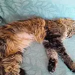 Chat, Felidae, Carnivore, Liver, Small To Medium-sized Cats, Comfort, Moustaches, Faon, Queue, Race de chien, Patte, Poil, Griffe, Foot, Terrestrial Animal, Sieste