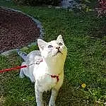 Race de chien, Felidae, Carnivore, Chat, Small To Medium-sized Cats, Working Animal, Herbe, Faon, Moustaches, Terrestrial Animal, Museau, Queue, Chien de compagnie, Plante, Canidae, Poil, Collar, Livestock, Groundcover