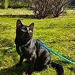 Plante, Chien, Felidae, Collar, Race de chien, Carnivore, Small To Medium-sized Cats, Faon, Moustaches, Herbe, Chien de compagnie, Dog Collar, Working Animal, Arbre, Queue, Leash, Ciel, Canidae, Terrestrial Animal, Domestic Short-haired Cat