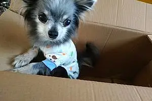 Nom Chihuahua Chien Loco