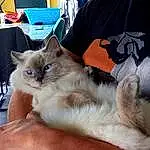 Head, Chat, Jambe, Felidae, Comfort, Carnivore, Small To Medium-sized Cats, Moustaches, Faon, Thai, Museau, Siamois, Lap, Patte, Poil, Domestic Short-haired Cat, Balinais, Tonkinese
