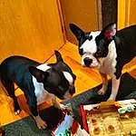 Chien, Race de chien, Carnivore, Dog Supply, Chien de compagnie, Faon, Museau, Queue, Canidae, Boston Terrier, Working Animal, Pet Supply, Bois, Carmine, Collar, Toy Dog, Indoor Games And Sports, Terrier