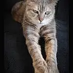 Chat, Yeux, Felidae, Carnivore, Small To Medium-sized Cats, Faon, Moustaches, Queue, Patte, Domestic Short-haired Cat, Griffe, Poil, Terrestrial Animal, Foot