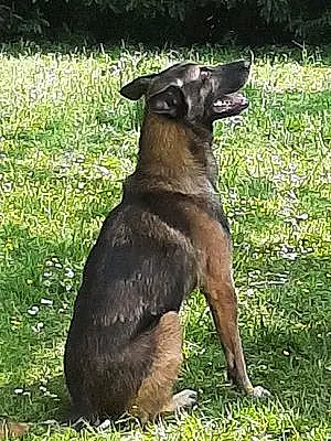 Herbe Berger Malinois Chien Lucky