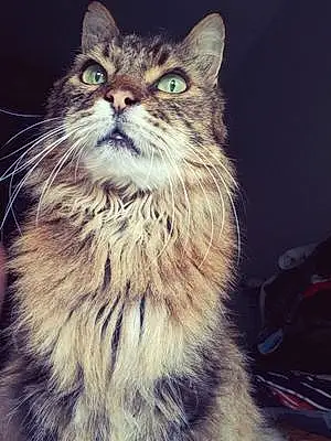 Nom Maine Coon Chat Hannibal