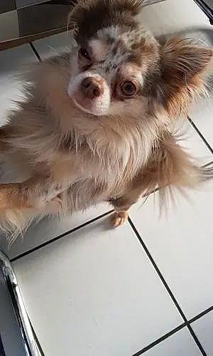 Nom Chihuahua Chien Guccy