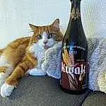 Bottle, Chat, Carnivore, Felidae, Beer, Moustaches, Small To Medium-sized Cats, Queue, Comfort, Drink, Couch, Domestic Short-haired Cat, Beer Bottle, Glass Bottle, Poil, Griffe, Patte, Cat Supply, Bois, Wine Bottle