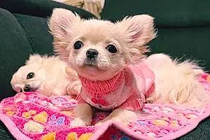 Chihuahua Chien Tite Bouffie