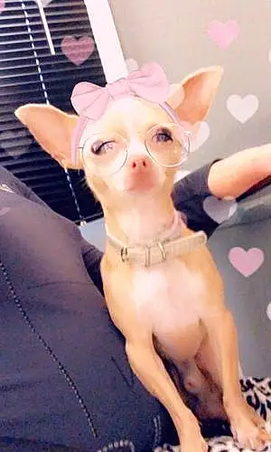 Nom Chihuahua Chien Hobby