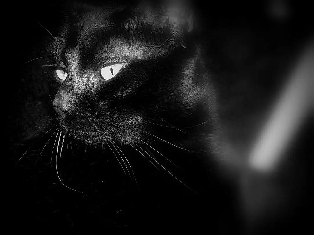 Chat, Carnivore, Felidae, Grey, Moustaches, Small To Medium-sized Cats, Museau, Close-up, Noir & Blanc, Darkness, Poil, Monochrome, Still Life Photography, Terrestrial Animal
