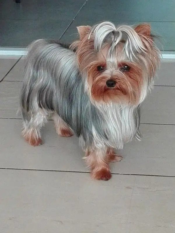 Chien, Race de chien, Canidae, Yorkshire Terrier, Biewer Terrier, Carnivore, Terrier, Petit Terrier, Australian Silky Terrier, Chien de compagnie, Chiots, Toy Dog, Museau, Rare Breed (dog), Chinese Imperial Dog, Morkie, Faon, Löwchen