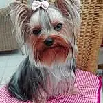 Chien, Canidae, Yorkshire Terrier, Race de chien, Biewer Terrier, Chiots, Morkie, Carnivore, Chien de compagnie, Petit Terrier, Terrier, Toy Dog, Museau, Rare Breed (dog), Dog Clothes, Shih Tzu, Australian Silky Terrier, Chinese Imperial Dog