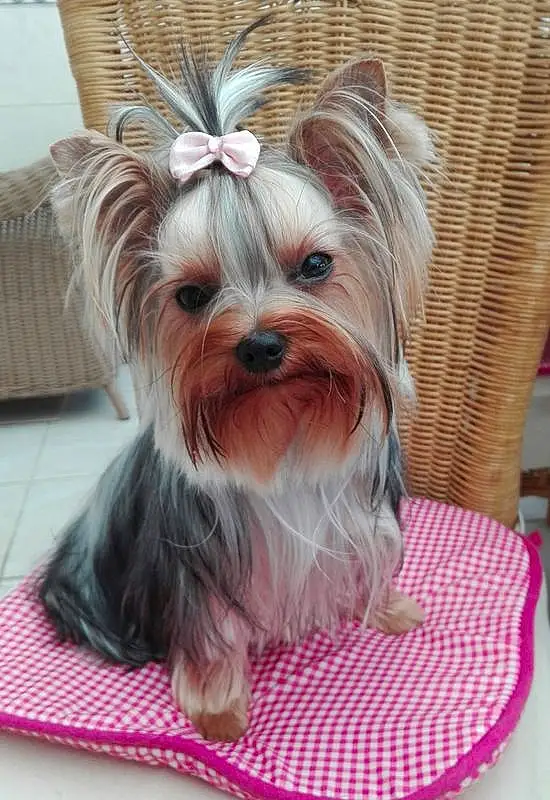 Chien, Canidae, Yorkshire Terrier, Race de chien, Biewer Terrier, Chiots, Morkie, Carnivore, Chien de compagnie, Petit Terrier, Terrier, Toy Dog, Museau, Rare Breed (dog), Dog Clothes, Shih Tzu, Australian Silky Terrier, Chinese Imperial Dog
