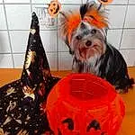 Chien, Pumpkin, Halloween, Yorkshire Terrier, Museau, Race de chien