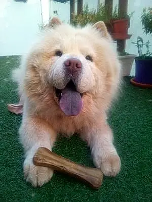 Nom Chow Chow Chien Cara