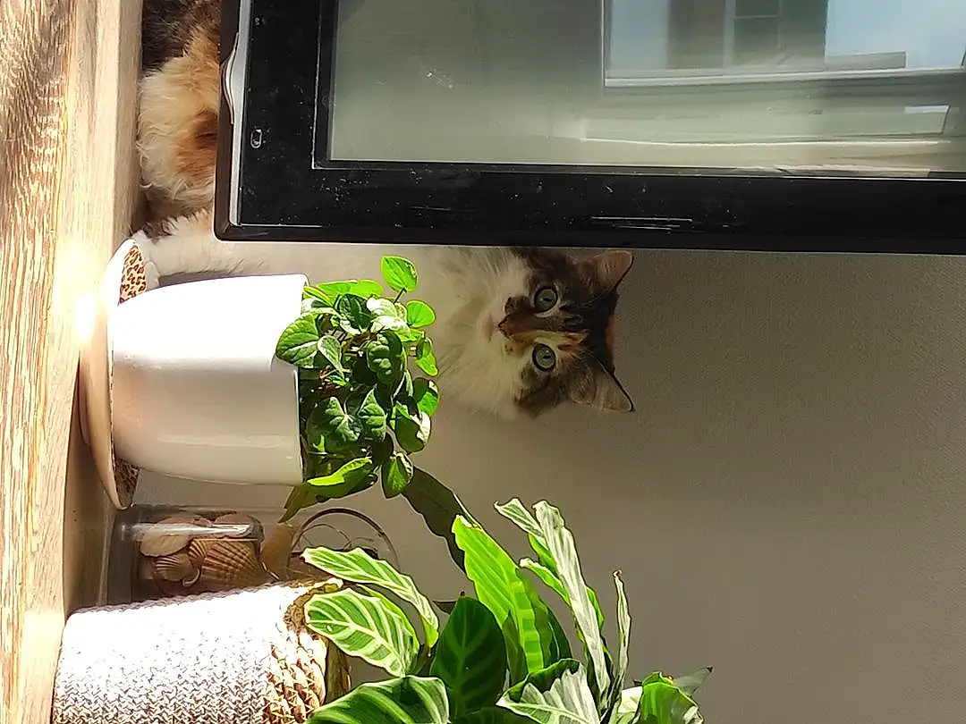 Plante, Green, Chat, Felidae, Output Device, Carnivore, Small To Medium-sized Cats, Rectangle, Herbe, Pet Supply, Tints And Shades, FenÃªtre, Moustaches, Television Set, Bois, Queue, Display Device, Room, Comfort, Herb