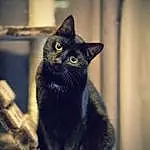Chat, Felidae, FenÃªtre, Small To Medium-sized Cats, Carnivore, Grey, Moustaches, Tints And Shades, Flash Photography, Museau, Darkness, Noir & Blanc, Domestic Short-haired Cat, Electric Blue, Bois, Poil, Monochrome, Chats noirs, Shadow, Still Life Photography
