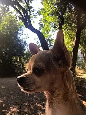 Nom Chihuahua Chien Havana