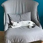 Meubles, Chat, Comfort, Blanc, Bleu, Textile, Felidae, Carnivore, Small To Medium-sized Cats, Grey, Moustaches, Pillow, Bois, Outdoor Furniture, Couch, Chair, Chien de compagnie, Queue, Rectangle, Studio Couch