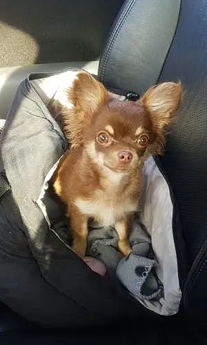 Nom Chihuahua Chien Idylle