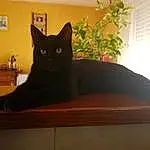 Plante, Chat, Felidae, Carnivore, Fenêtre, Moustaches, Small To Medium-sized Cats, Bois, Bombay, Chats noirs, Museau, Queue, Stairs, Hardwood, Houseplant, Room, Domestic Short-haired Cat, Comfort, Picture Frame