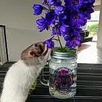 Purple, Fleur, Plante, Chat, Vase, Viola, Violet Family, Delphinium, Moustaches, Small To Medium-sized Cats
