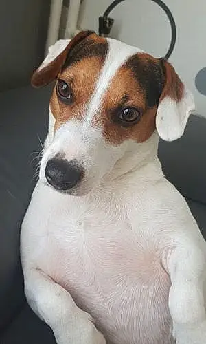 Nom Jack Russell Chien Keops