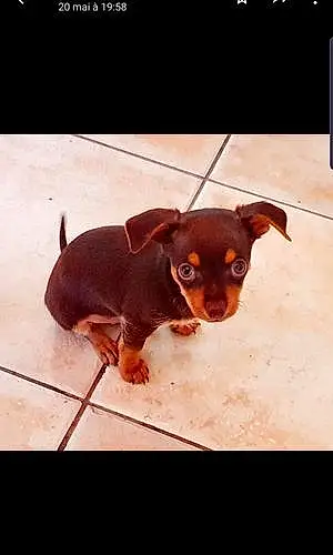 Nom Chihuahua Chien Benny