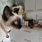 Chat, Felidae, Picture Frame, Siamois, Carnivore, Small To Medium-sized Cats, Cabinetry, Moustaches, Faon, Drawer, Museau, Thai, Kitchen Appliance, Queue, Poil, Room, Hardwood, Sacré de Birmanie, Home Appliance
