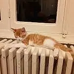 Chat, FenÃªtre, Felidae, Bois, Picture Frame, Carnivore, Small To Medium-sized Cats, Comfort, Moustaches, Hardwood, Baluster, Door, Queue, Domestic Short-haired Cat, Room, Handrail, Poil, Animal Shelter