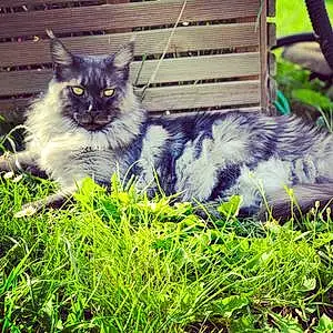 Maine Coon Chat Nitro