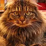 Hair, Chat, Yeux, Felidae, Carnivore, Small To Medium-sized Cats, Moustaches, Faon, Museau, Close-up, Domestic Short-haired Cat, Poil, Plante, British Longhair, SibÃ©rien, NorvÃ©gien, Bois