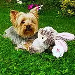 Plante, Chien, Fleur, Race de chien, Dog Supply, Carnivore, Dog Clothes, Collar, Herbe, Chien de compagnie, Faon, Toy Dog, Dog Collar, Yorkshire Terrier, People In Nature, Terrier, Petit Terrier, Leash, Canidae
