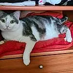 Chat, Felidae, Small To Medium-sized Cats, Carnivore, Moustaches, Bois, Queue, Hardwood, Museau, Poil, Wood Stain, Domestic Short-haired Cat, Comfort, Carmine, Patte, Wood Flooring, Room, Varnish