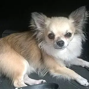 Chihuahua Chien Itno