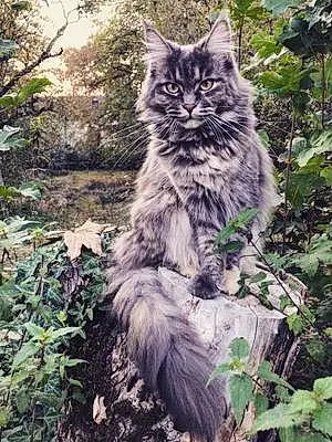 Nom Maine Coon Chat Elfy