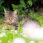 Chat, Plante, Felidae, Carnivore, Natural Environment, Fleur, Small To Medium-sized Cats, Herbe, Moustaches, Faon, Natural Landscape, Groundcover, Terrestrial Animal, Meadow, Terrestrial Plant, Pelouse, Shrub, Domestic Short-haired Cat, Nature Reserve